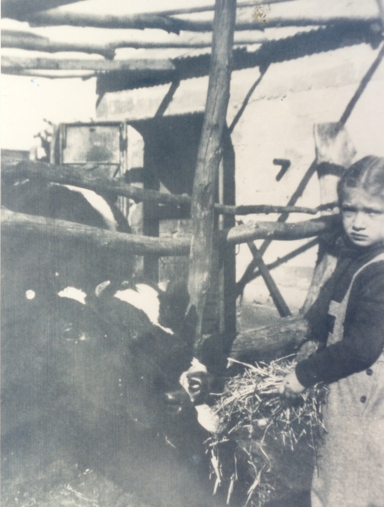 אילנה פרידמן עם הפרה 1947