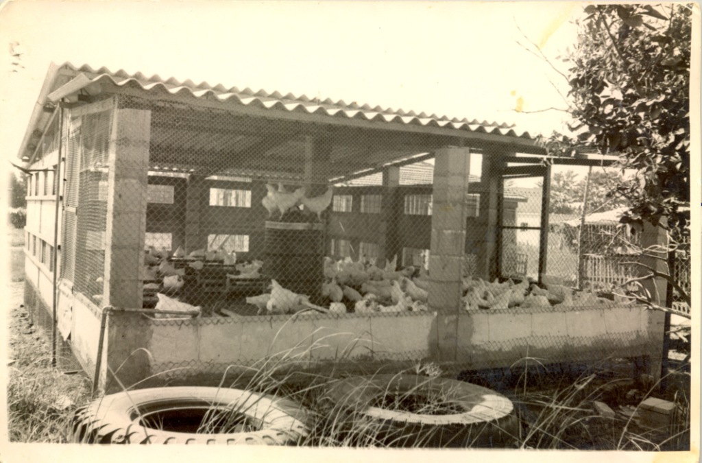 שנות החמישים. לול התרנגולות של משפחת טילינגר-טל ברחוב אופסטרלנד 5 (מאוסף משפחת טילינגר-טל)