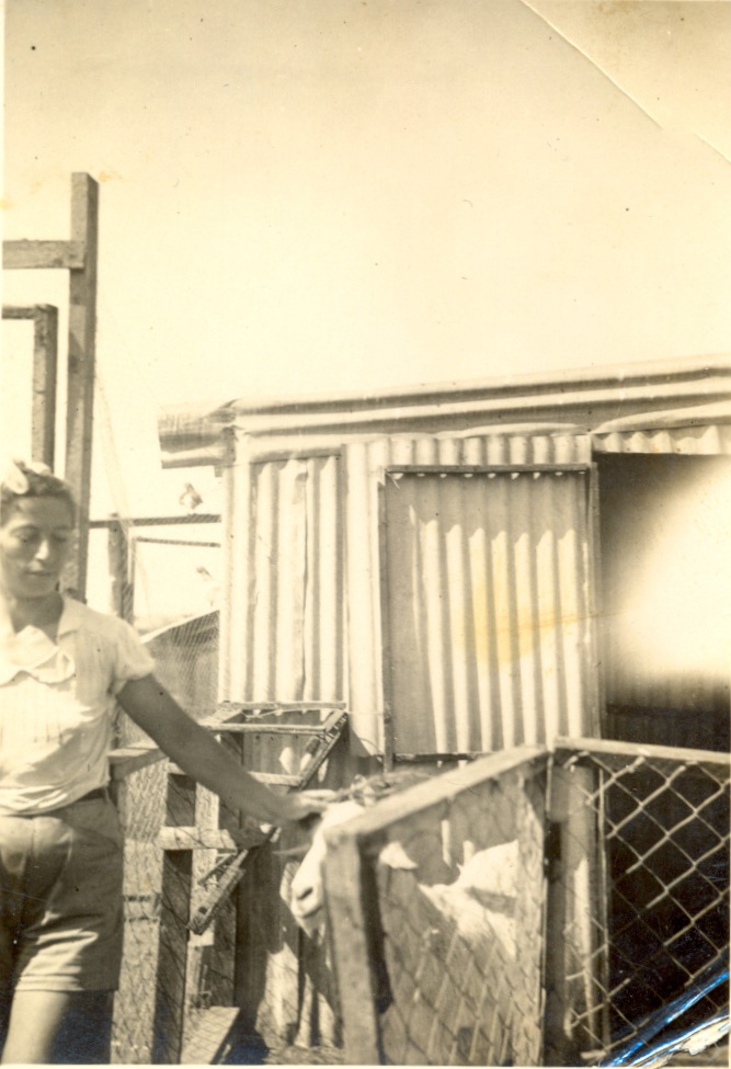 יהודית טילינגר-טל בחצר בית המשפחה ברחוב פרדס משותף עם העז - 1939 (מאוסף משפחת טילינגר-טל)
