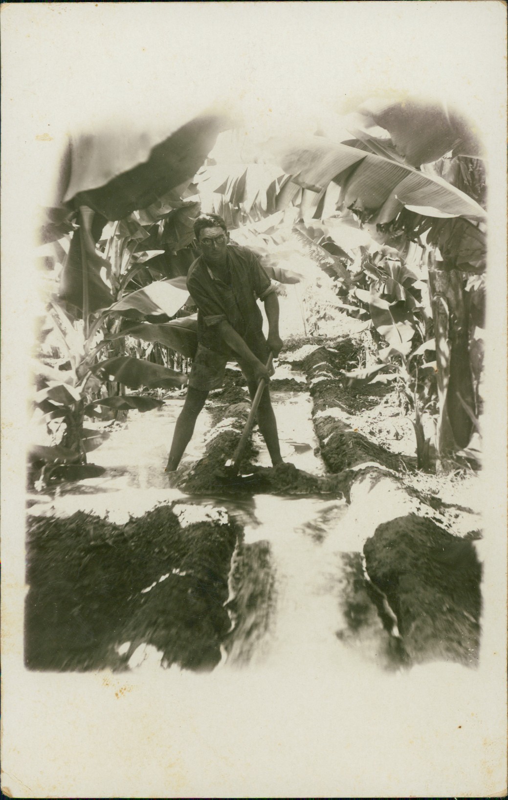דוד הירשהורן חופר תעלות במטע הבננות שנות ה-30