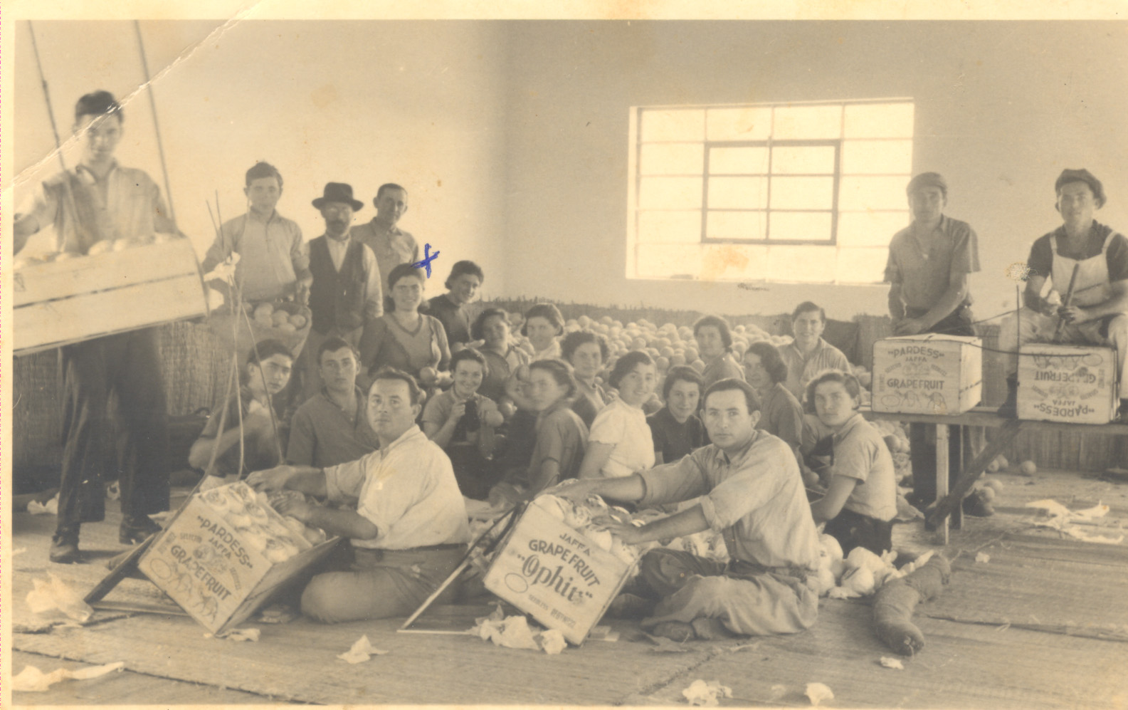 דובה גולברג מקבוצת צמח פרדס רעננה תרצז' נראית בבית האריזה עם עובדים אחרים לאחר קטיף בירור ואריזה למשלוח לחו'ל 1937