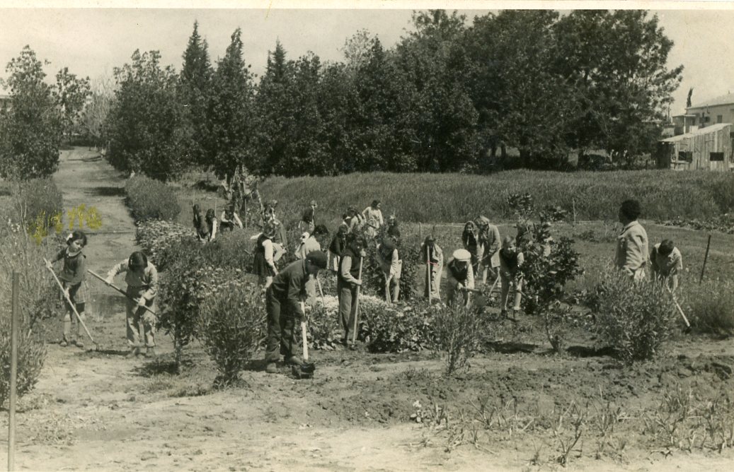 אורה אלטשולר בכיתה ד בעבודת גינה בגן הבוטני ביס עממי 1947