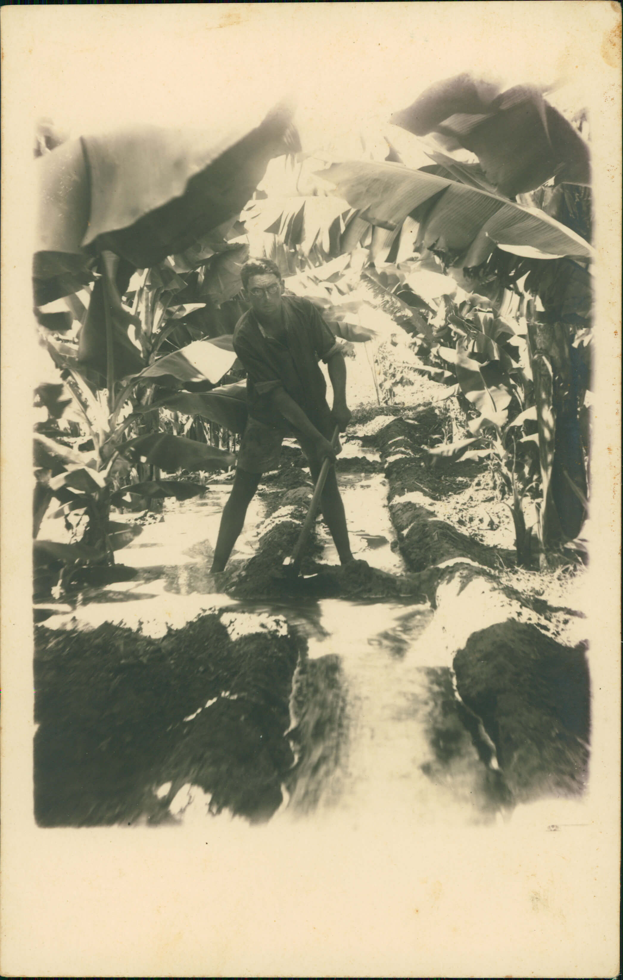 דוד הירשהורן חופר תעלה במטע הבננות המשפחתי, שנות ה-30