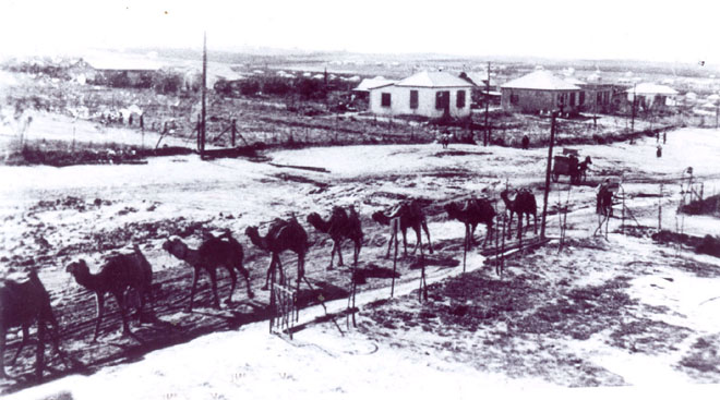 שיירת גמלים רחוב אחוזה - אמצע שנות ה-20 (תמ 690)