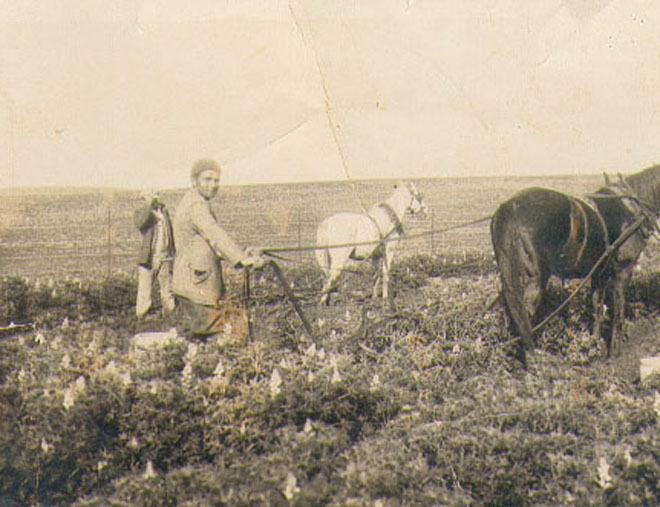 הסוסים של דוידובסקי שנות ה-20 (תמ748)