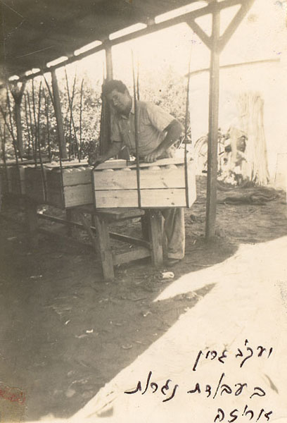יעקב גרין בעבודת 1947 נגרות אריזה