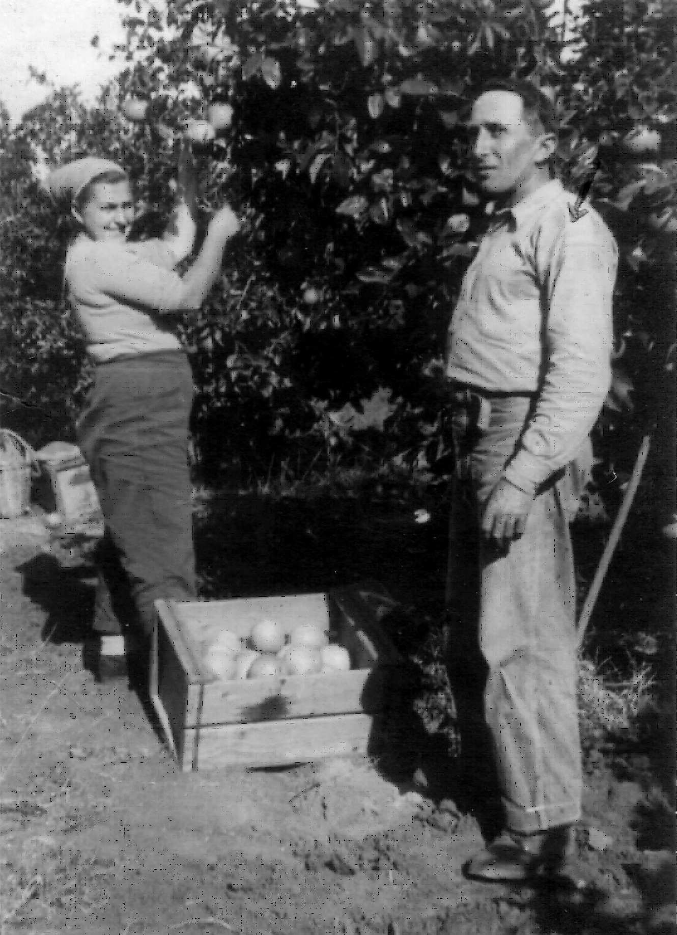 1934 שלום נפתלי סולוביצ'יק בעבודה בפרדסי רעננה (מאוסף משפחת סולוביצ'יק)